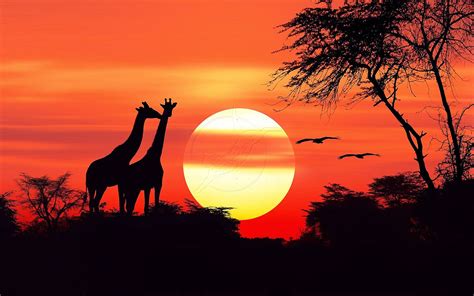 African Sunset Novibet