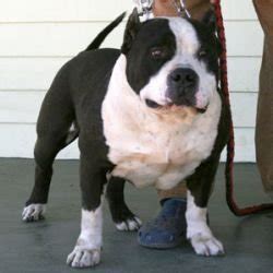 American Bully 21 Blackjack