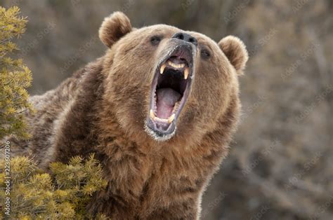 Angry Bear Betfair