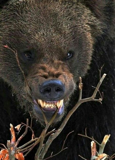 Angry Bear Betsul