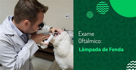 Animais De Maquinas De Fenda