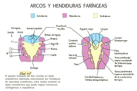 Arco De Fenda 4