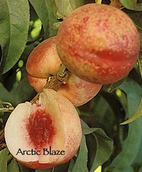 Arctic Fruits Blaze