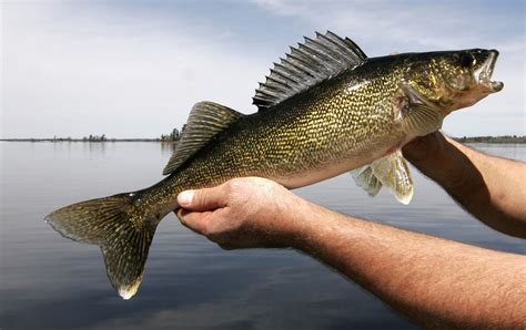 Arroz Lago De Fenda De Tamanho Walleye