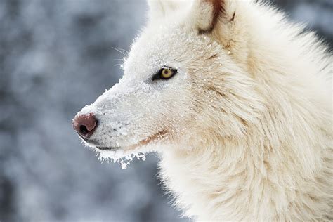 Artic Wolf Betsul