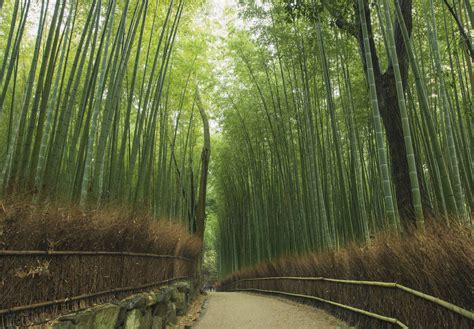 Bamboo Grove Betfair