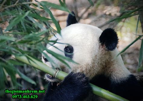 Bambu Panda Maquina De Fenda