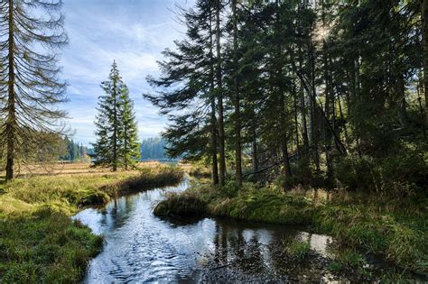 Bavarian Forest Parimatch