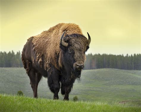 Big Buffalo Brabet
