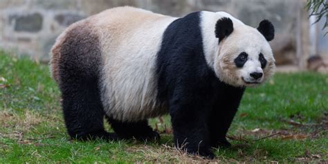 Big Panda Review 2024