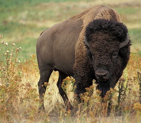 Big Wild Buffalo Review 2024