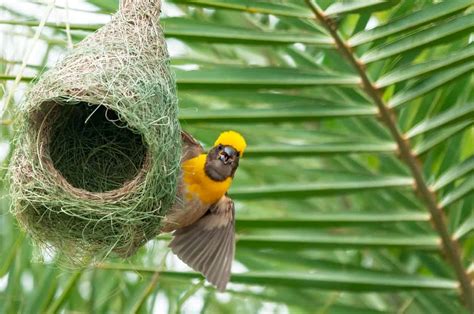 Birds Nest Betsul