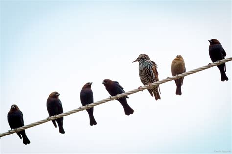 Birds On A Wire Betano