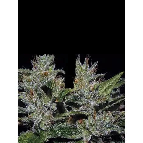 Black Jack Auto 3g