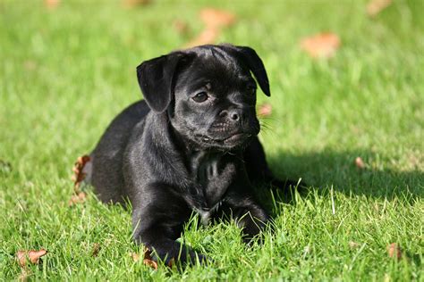 Black Jack Russell Pug Mix