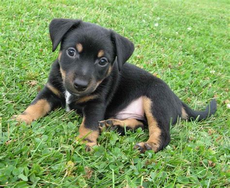 Black Jack Russell Terrier Fotos