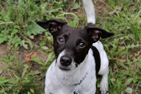 Black Jack Terrier