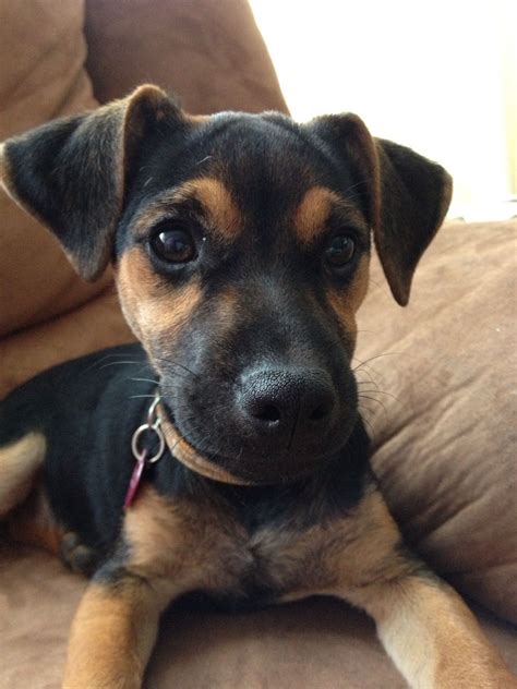 Black Tan Jack Russell Cachorro