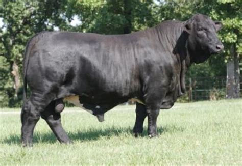 Blackjack Beefmaster Bull