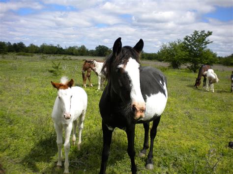 Blackjack Oklahoma Montanhas Mustangs