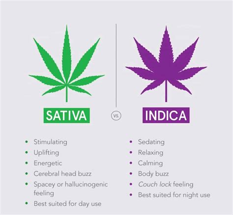 Blackjack Sativa Ou Indica