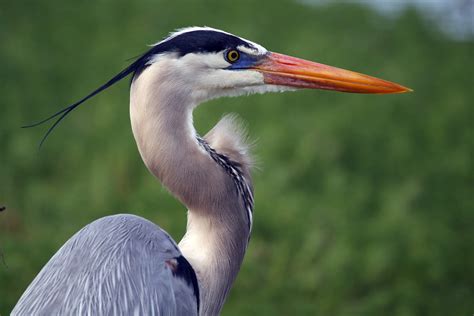 Blue Heron De Blackjack