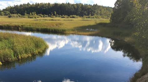 Cass Lago Mn Walleye De Fenda