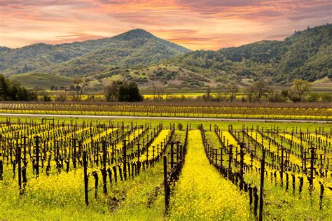 Cassinos Na Regiao De Napa Valley Na California