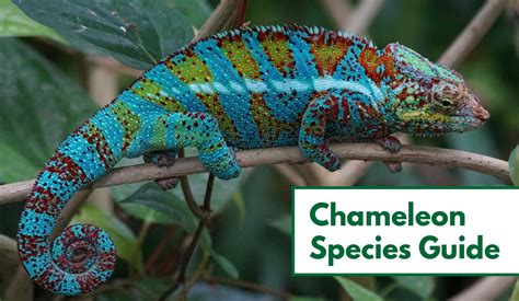 Chameleon Parimatch