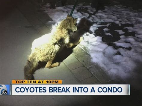 Coyote Crash Betway