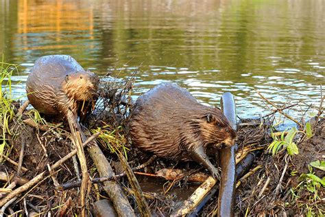 Dam Beavers Betway