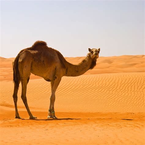 Desert Camel Betway