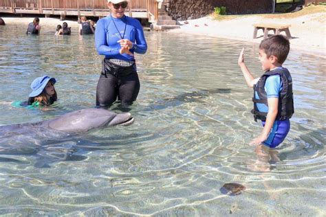 Dolphin Quest Betano