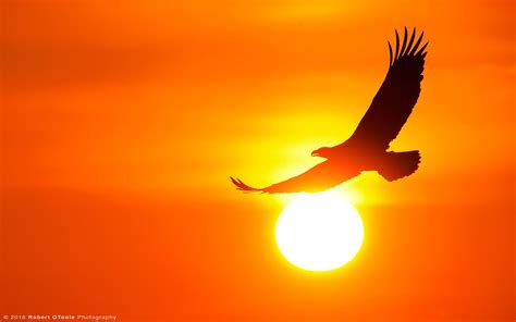 Eagle Sun Parimatch