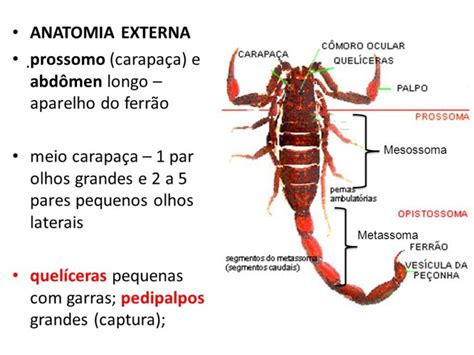 Escorpioes Chiam De Fenda