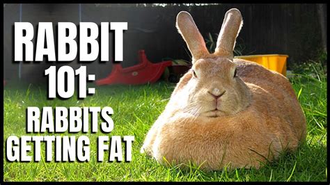 Fat Rabbit Sportingbet