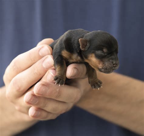 Filhote De Cachorro De Poker