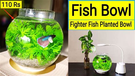 Fish Bowl Betway