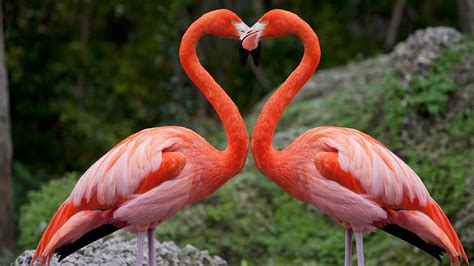 Flamingos Rosas De Fenda