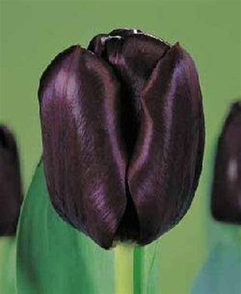 Flores Black Jack