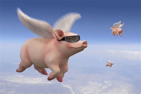 Flying Pigs Betfair