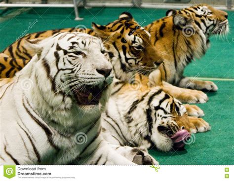 Four Tigers Bodog