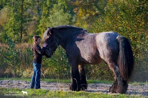 Gold And Horse Brabet