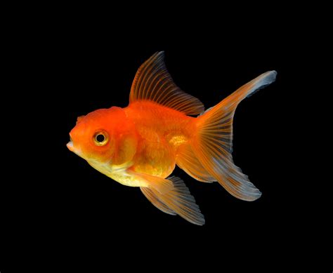 Goldfish Parimatch