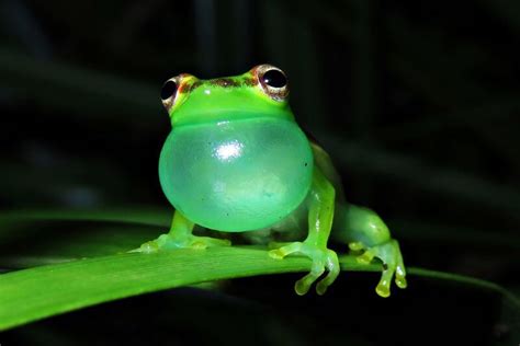 Green Frog Parimatch