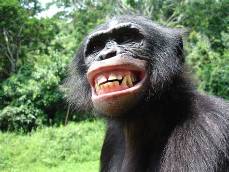 Happy Ape Betsul