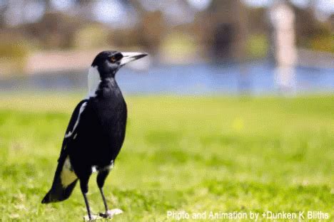 Happy Magpies Betsson