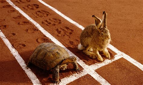 Hare Vs Tortoise Betsson