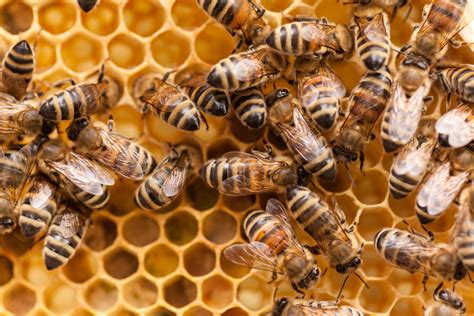 Honey Bees Betsul