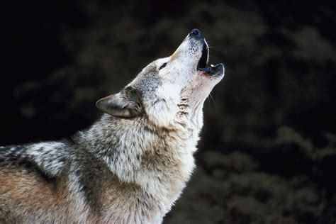 Howling Wolves Bodog
